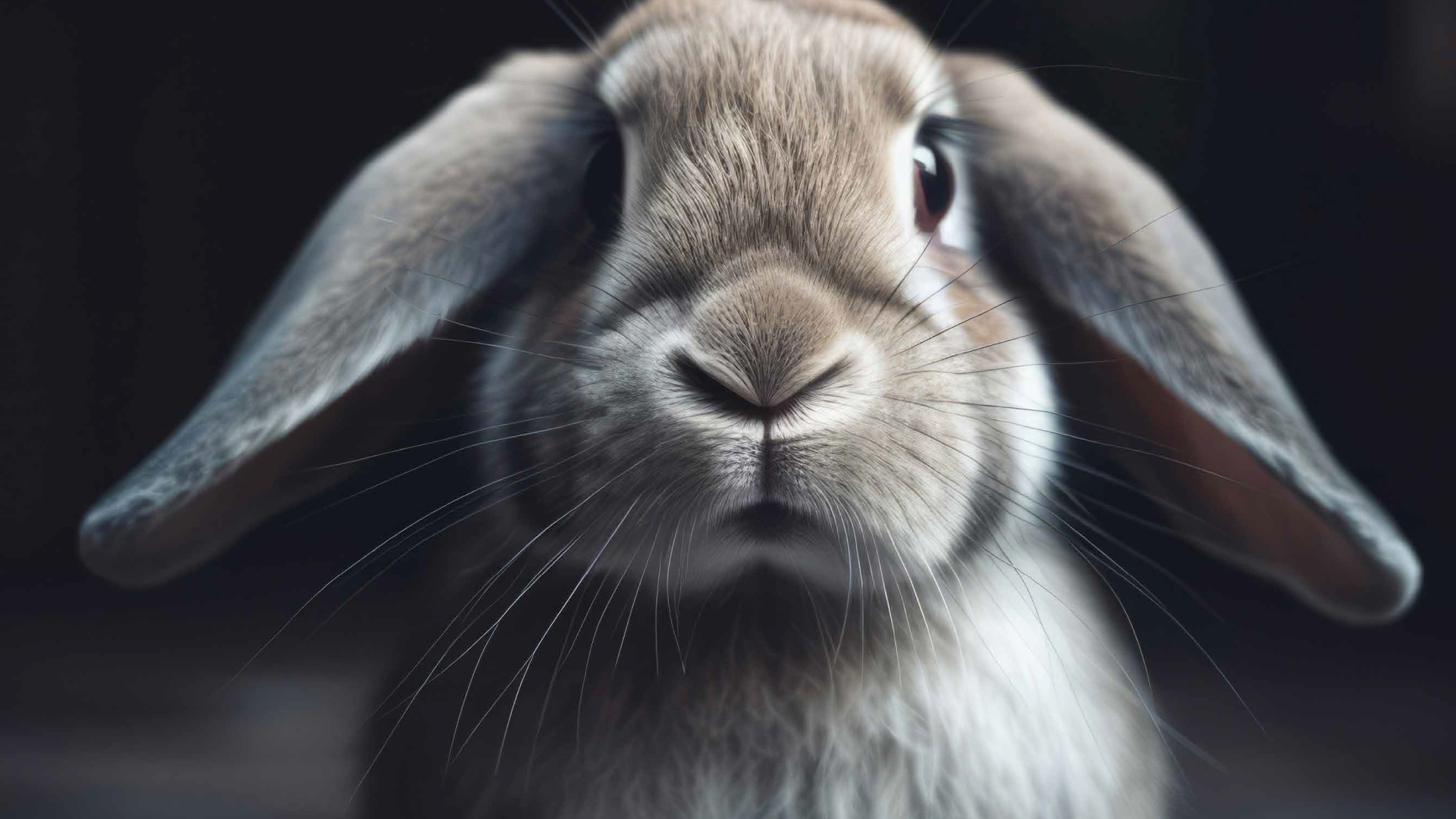 Close-up of a rabbit